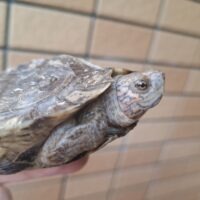 オオヤマガメ(甲長約10,5cm)