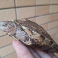 オオヤマガメ(甲長約10,5cm)