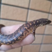 バヴィエンシスミズトカゲ（ペア）