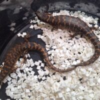 バヴィエンシスミズトカゲ（ペア）