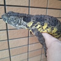 シナワニトカゲ(全長約45cm)CBメス(登録番号230-004983号/有効期限2028年6月29日まで)