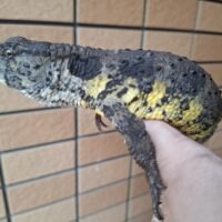 シナワニトカゲ(全長約45cm)CBメス(登録番号230-004983号/有効期限2028年6月29日まで)