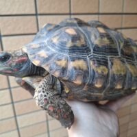 アカアシガメ(甲長約22cm)メス