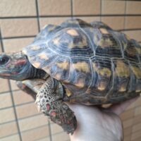 アカアシガメ(甲長約22cm)メス