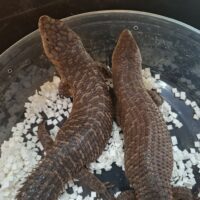 ストケスイワトカゲ(24CB)ペア