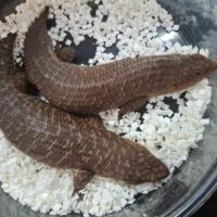 ストケスイワトカゲ(24CB)ペア