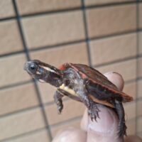 ハイナンスペングラーヤマガメ(25CB)約4,5cm(配合OK)