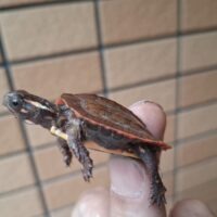 ハイナンスペングラーヤマガメ(25CB)約4,5cm(配合OK)