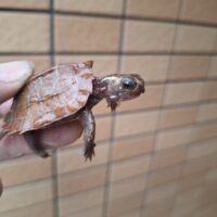 ハイナンスペングラーヤマガメ(25CB)多甲板 約4,5cm(配合OK)