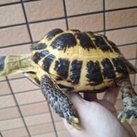 ロシアリクガメ（甲長約15cm）メス