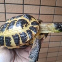 ロシアリクガメ（甲長約15cm）メス