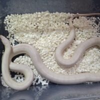 コーンスネーク(ブリザード)約120cm メス