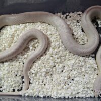 コーンスネーク(ブリザード)約120cm メス