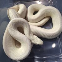 ブラックラットスネーク（ブラックアイ）約170cm オス