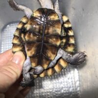 ノコヘリカブトガメ(甲長約9cm)多甲板