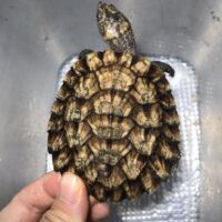 ノコヘリカブトガメ(甲長約9cm)多甲板