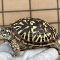 キタニシキハコガメ（25CB）TSDメス（6,5cm）