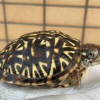 キタニシキハコガメ（25CB）TSDメス（6,5cm）