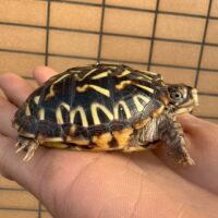 キタニシキハコガメ（25CB）TSDメス（6cm）