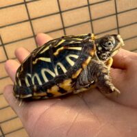 キタニシキハコガメ（25CB）TSDメス（6cm）