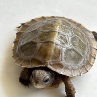 メキシコハコガメ（26CB）個体A　配合餌付済