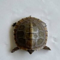 メキシコハコガメ（26CB）個体A　配合餌付済