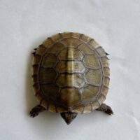 メキシコハコガメ（26CB）個体B　配合餌付済