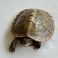 メキシコハコガメ（26CB）個体B　配合餌付済