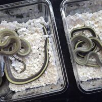 マレースジオ（25CB）オス