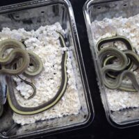 マレースジオ（25CB）オス