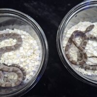 コーンスネーク（シンダー）25CB メス