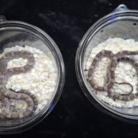 コーンスネーク（シンダー）25CB メス