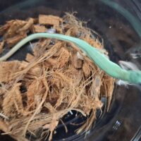 オキナワアオカナヘビ