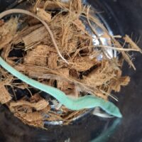 オキナワアオカナヘビ