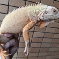 アルビノレッドイグアナ（約60cm）