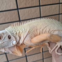 アルビノレッドイグアナ（約60cm）