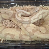 ボールパイソン（バナナエンチ）約800g メス
