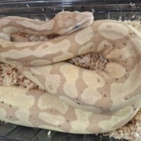 ボールパイソン（バナナエンチ）約800g メス