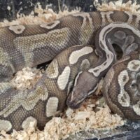 ボールパイソン（GHIモハベ）約600g オス