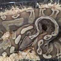 ボールパイソン（GHIモハベ）約600g オス