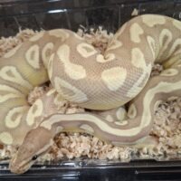 ボールパイソン（バナナゴースト）約800g オス