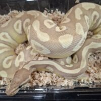 ボールパイソン（バナナゴースト）約800g オス