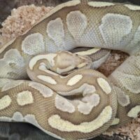 ボールパイソン（ファイアバター）約1400g メス