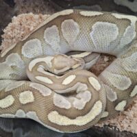 ボールパイソン（ファイアバター）約1400g メス