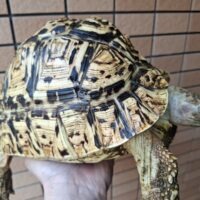 ソマリアリクガメ（甲長約25cm）