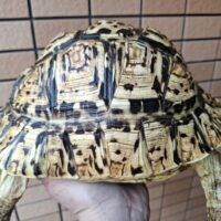 ソマリアリクガメ（甲長約25cm）