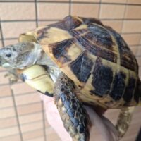 ヘルマンリクガメ（甲長約20cm）メス