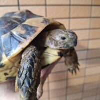 ヘルマンリクガメ（甲長約20cm）メス