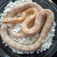 コーンスネーク（スノー）約60cm