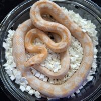 コーンスネーク（スノー）約60cm